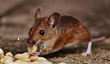 24 Hour & Emergency Exterminators in San Margherita, OH